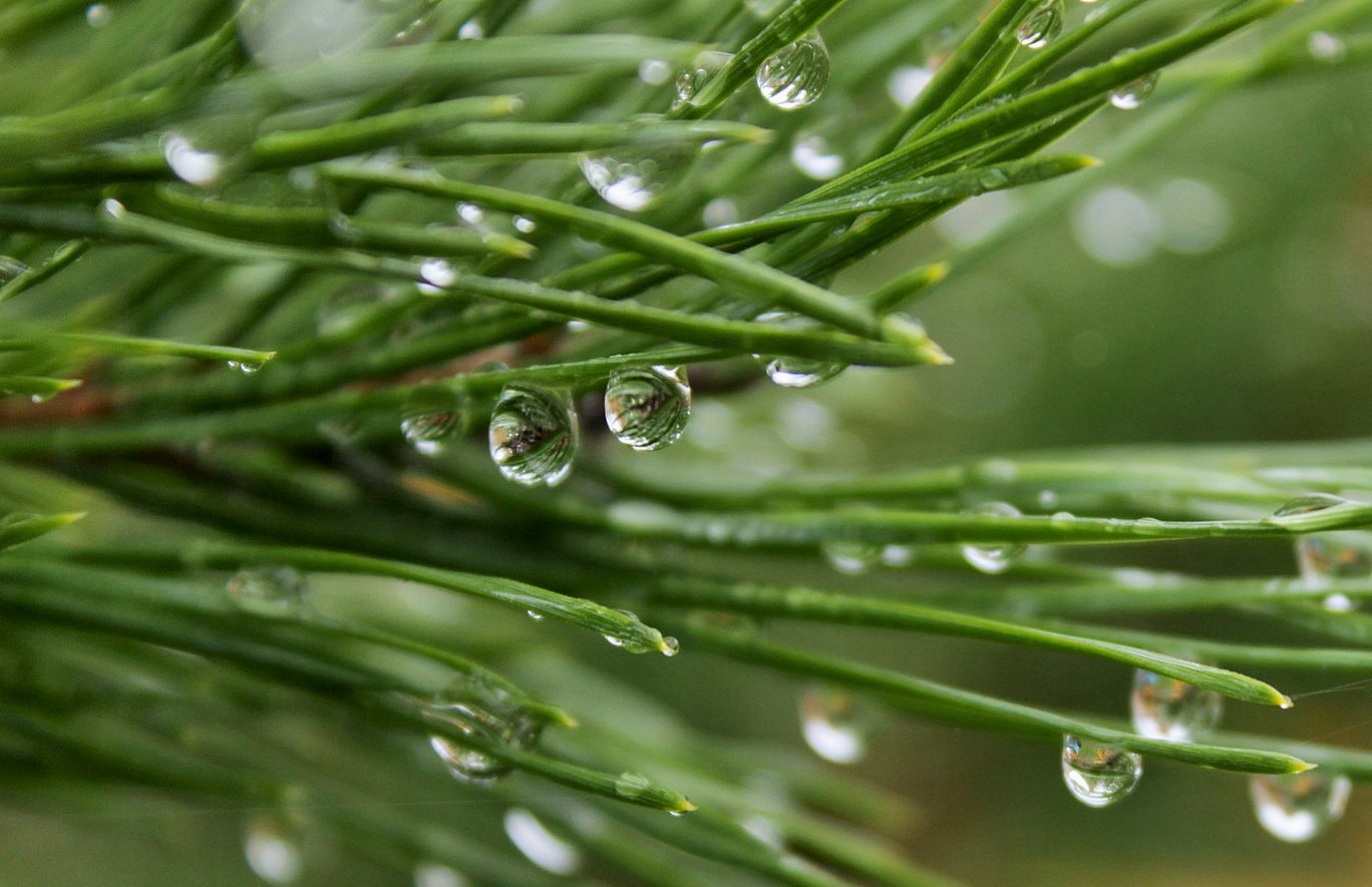 Зеленая пятница