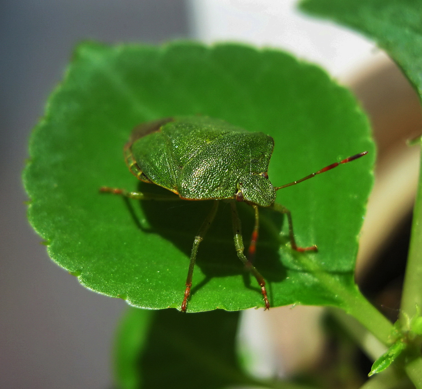 Зеленая пятница