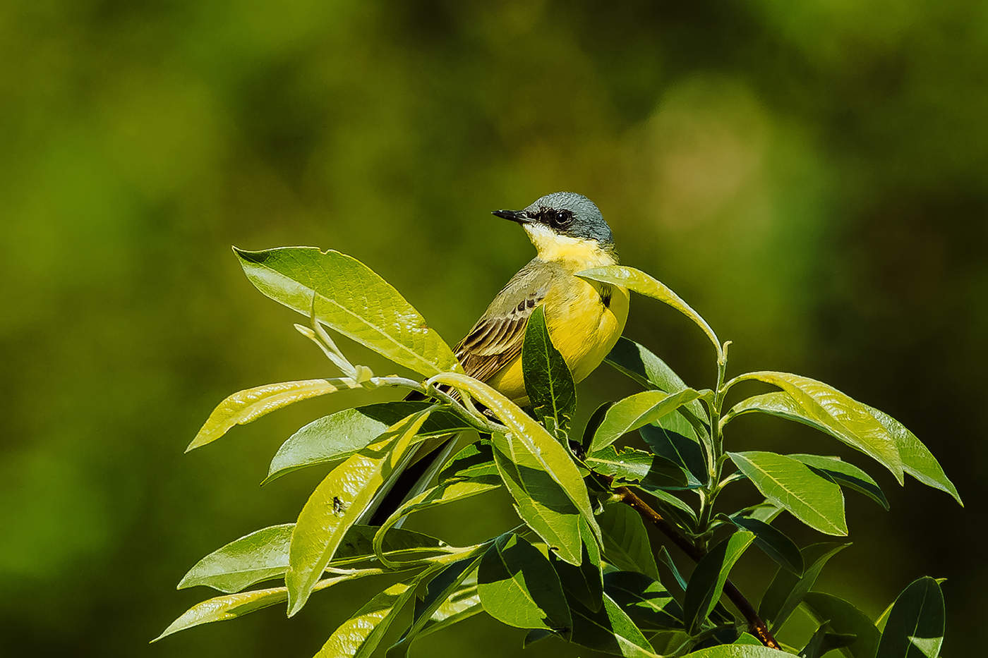 Зеленая пятница