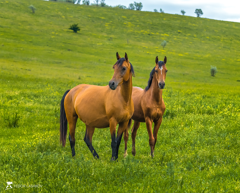 Произведение искусства