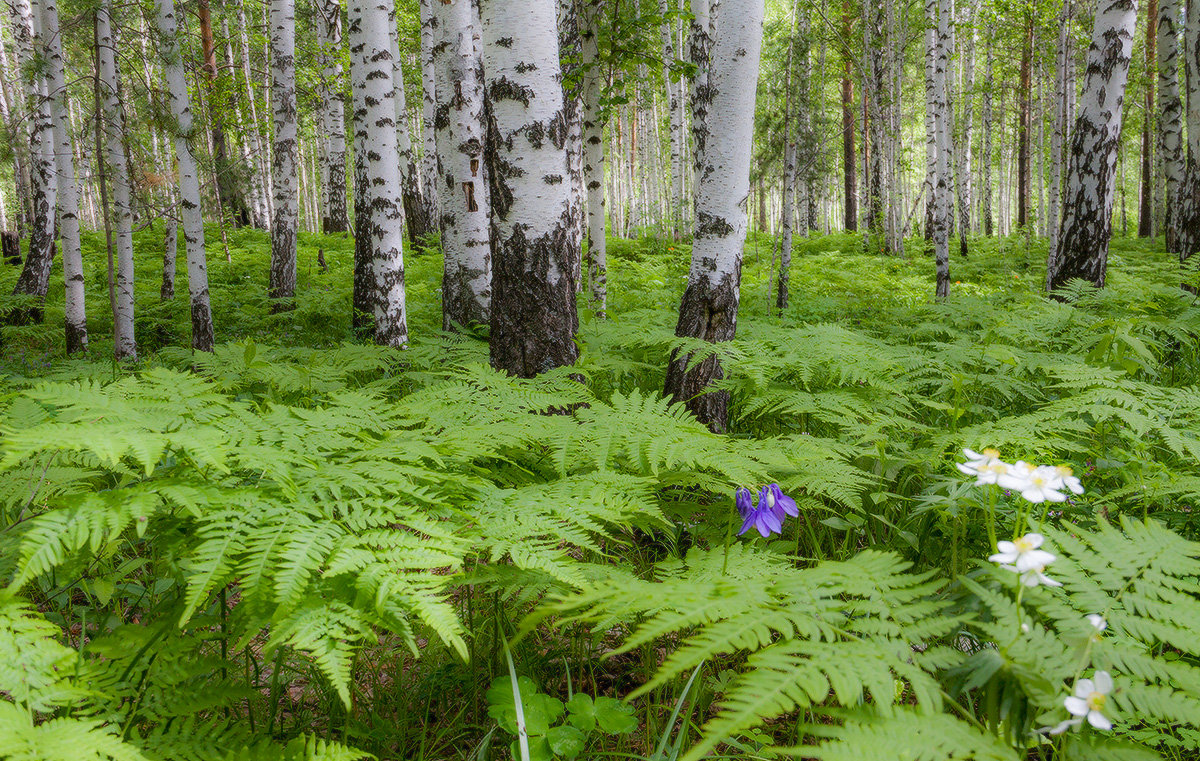 В папоротнике