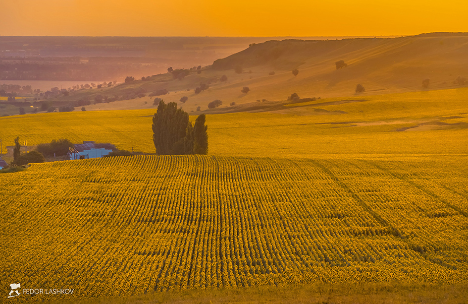 Мечта Ван Гога