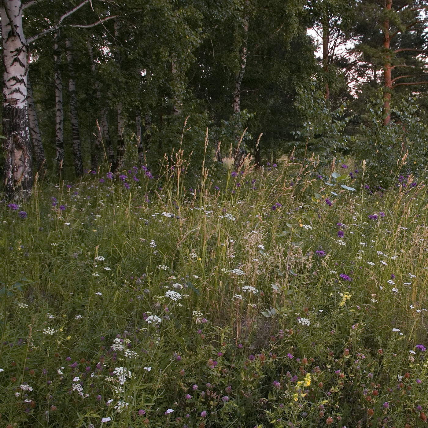 *Июльским вечером**