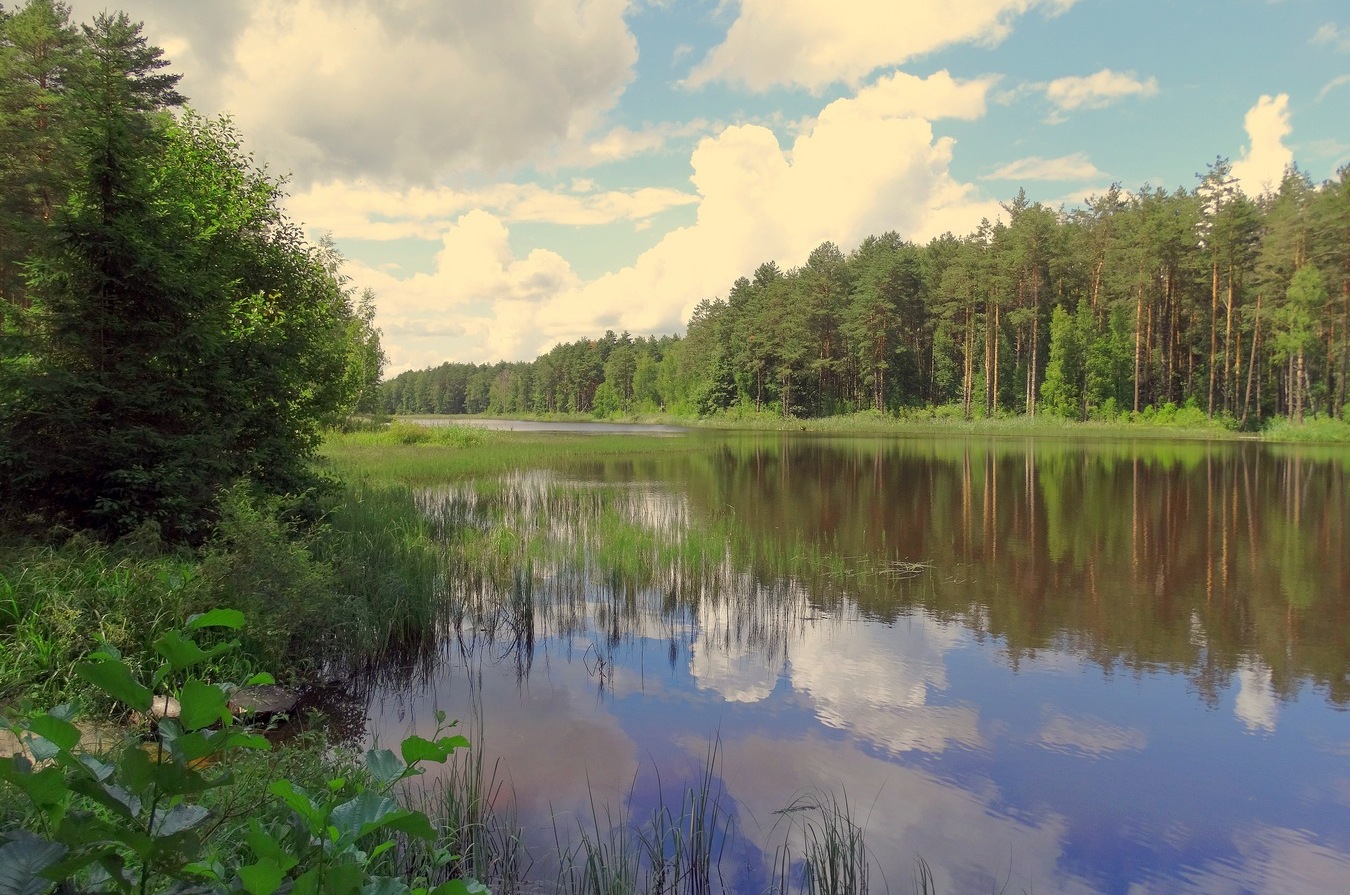 Летние отражения в лесном озере