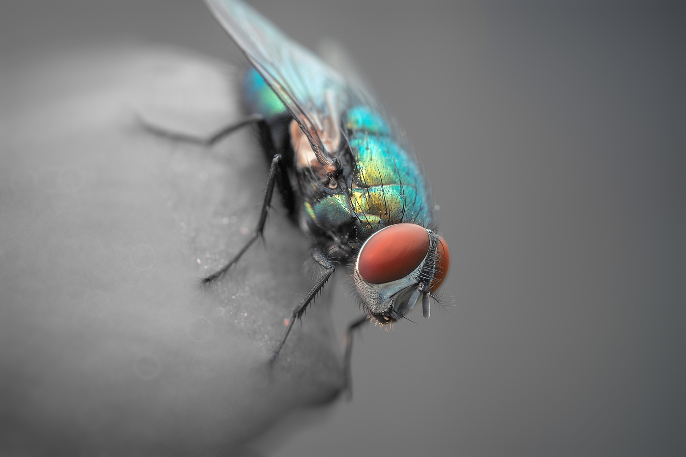 Муха-Цокотуха...