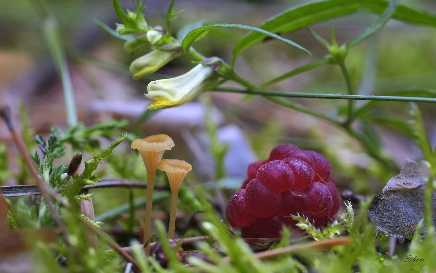 Лесной натюрморт.