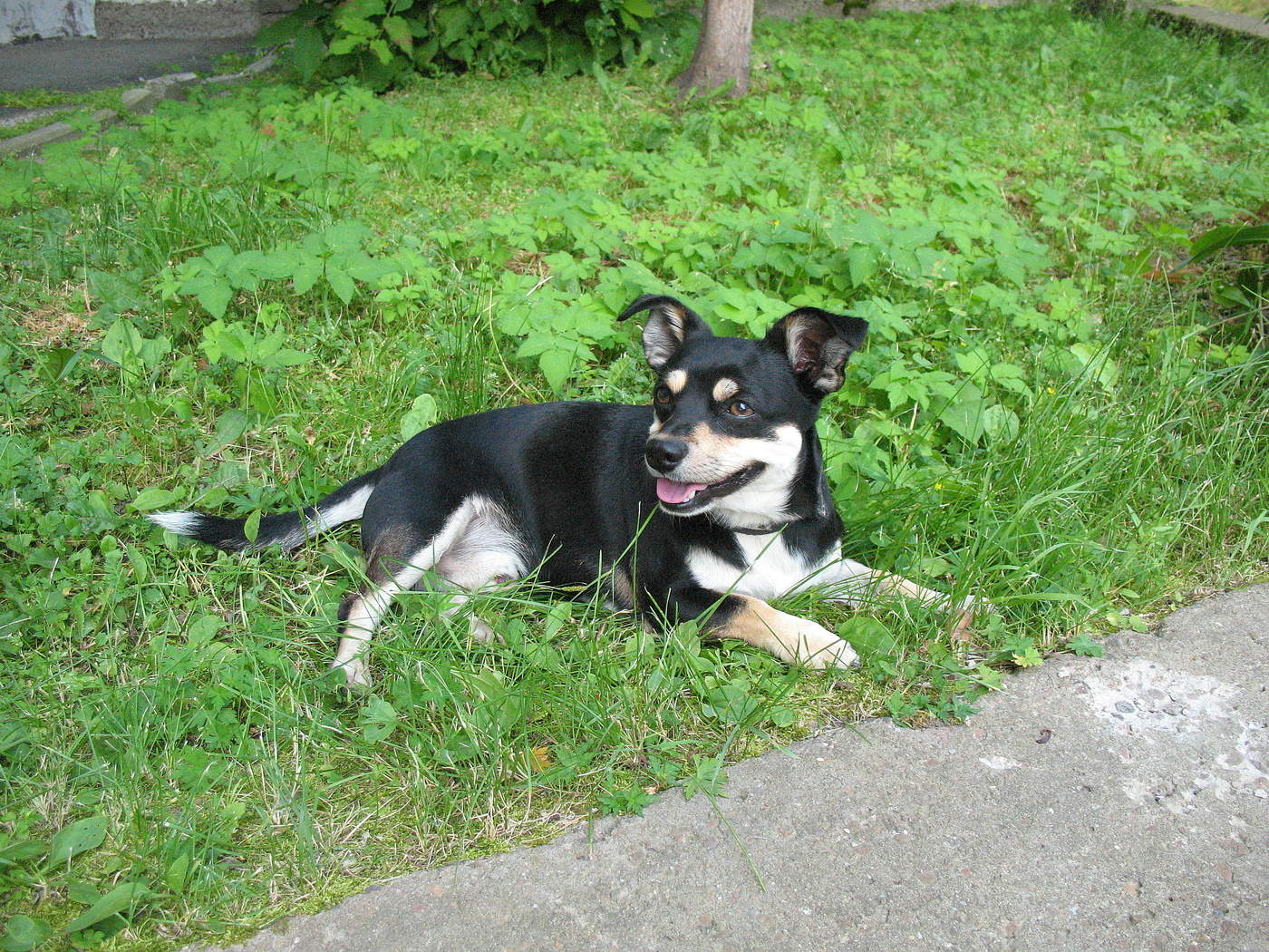 Пёс по кличке Рид.