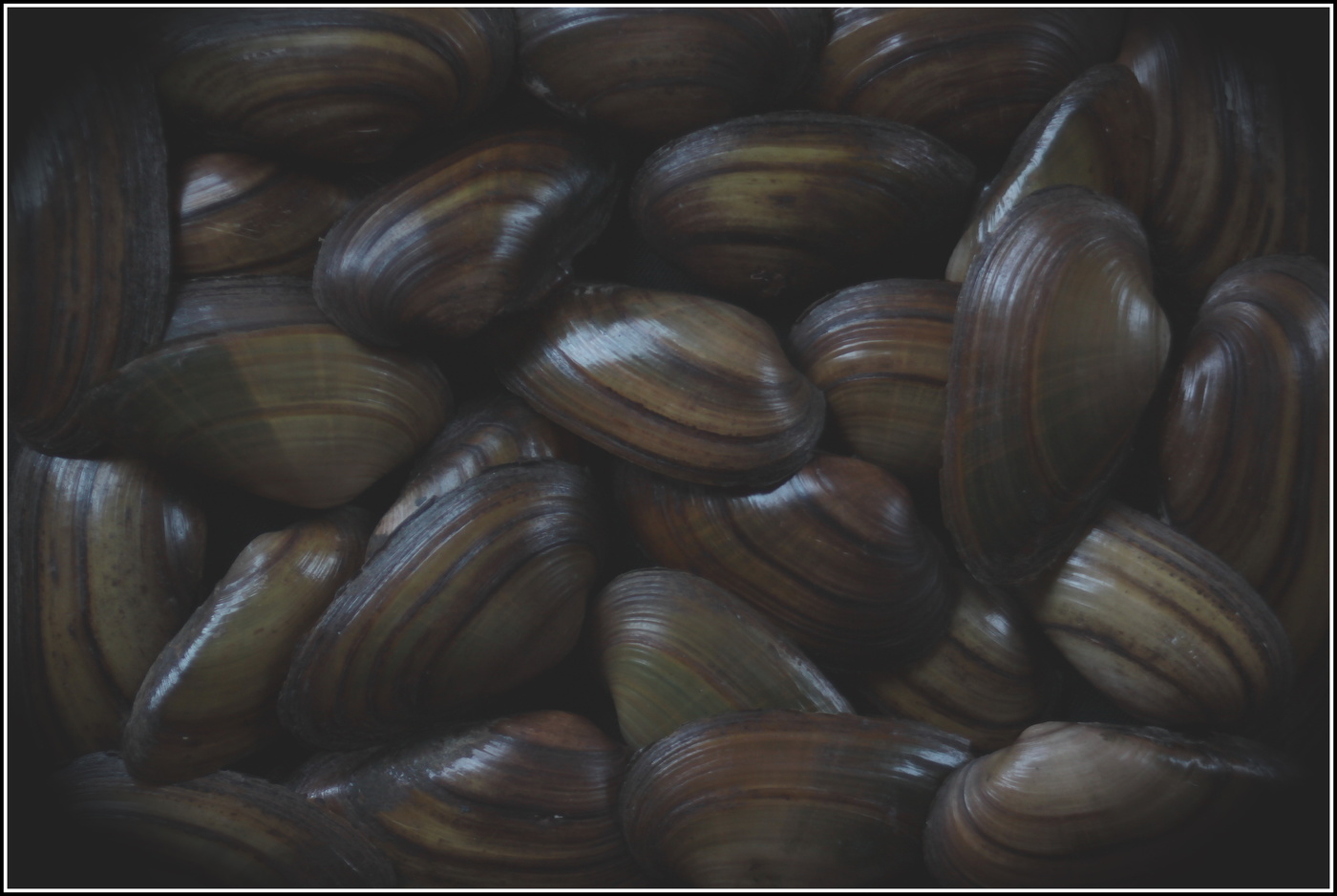 речные обитатели