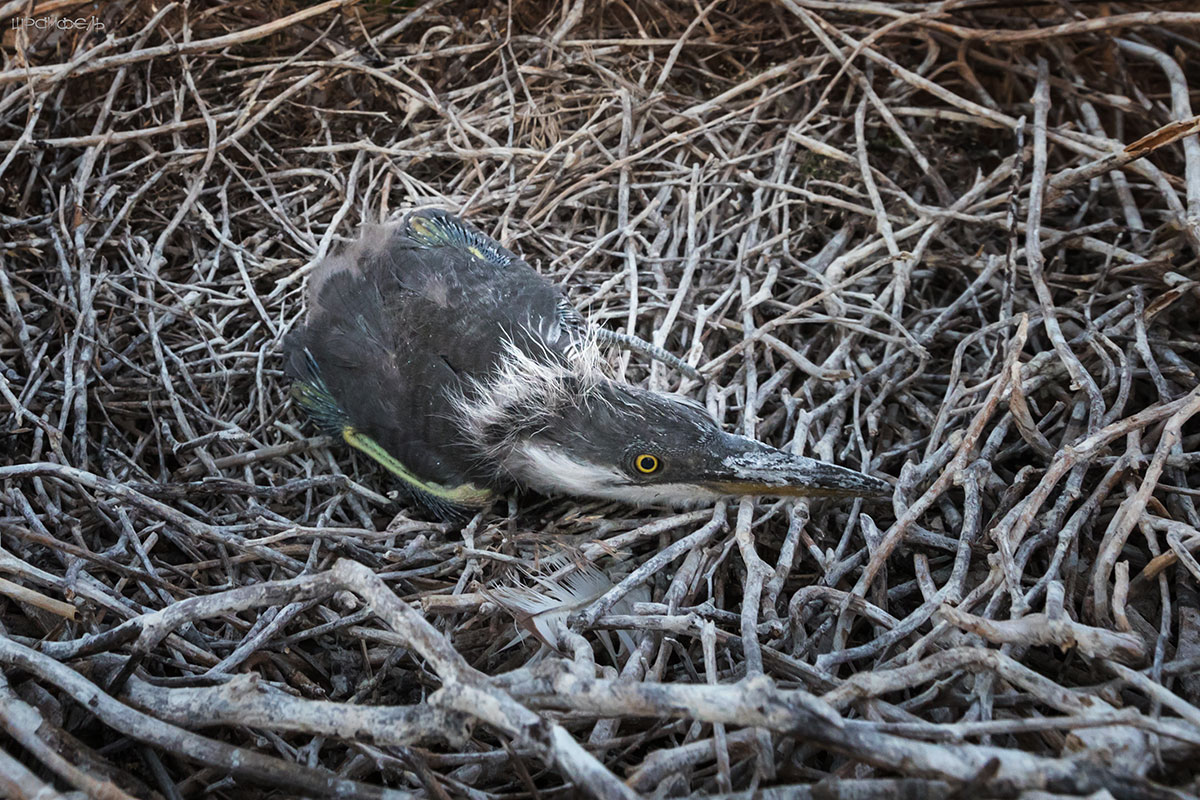 Цапленыш в гнезде