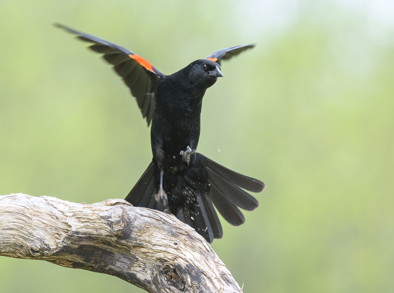 Red-winged Blackbird (male)