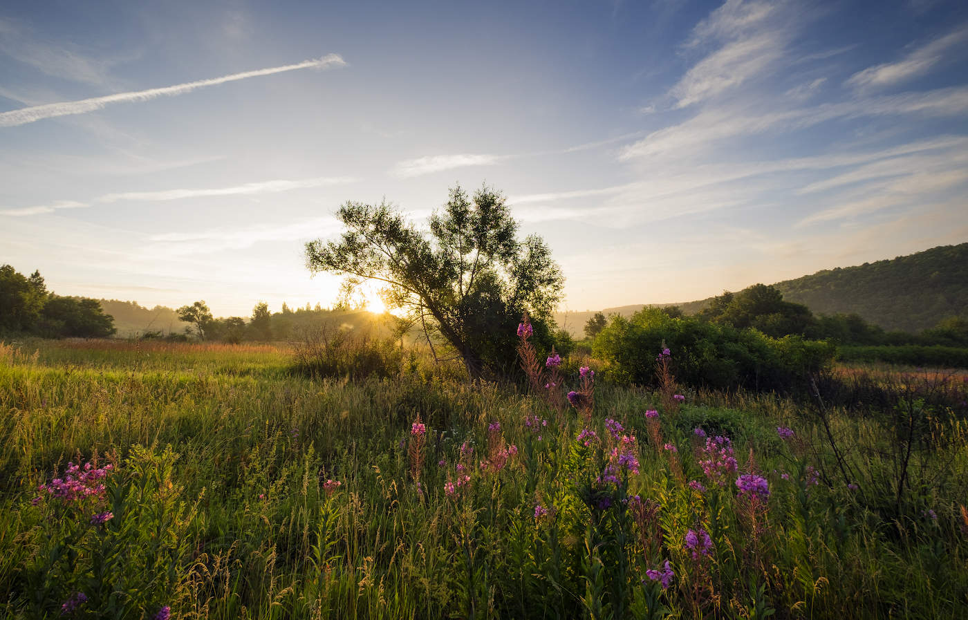Цветущее лето
