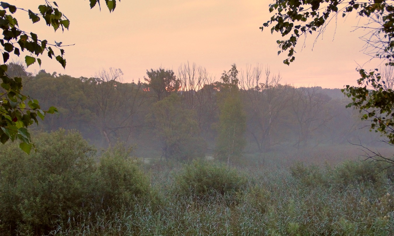 Утро сквозь пелену тумана
