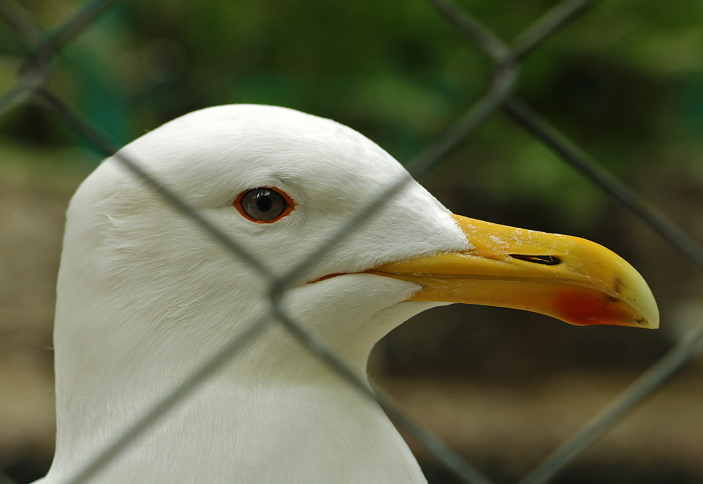 Портрет чайки в законе