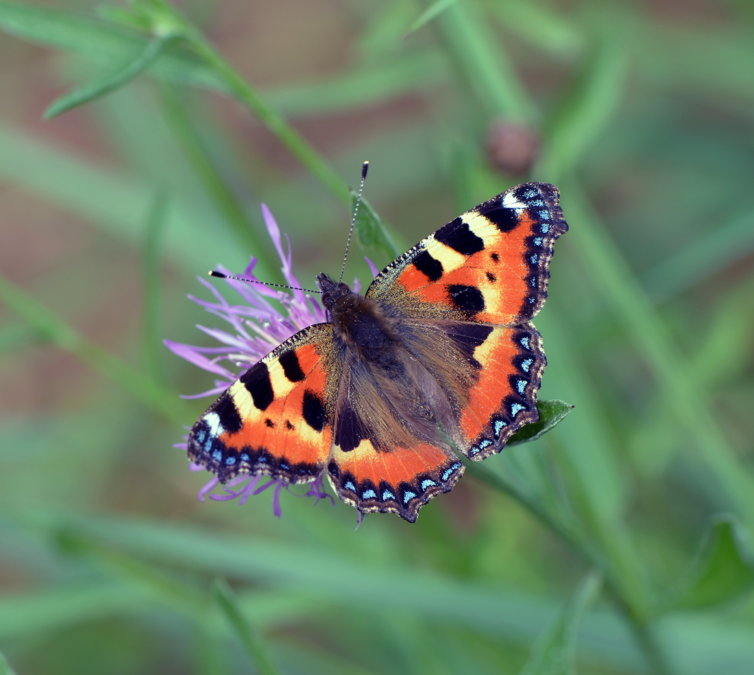 Крапивница