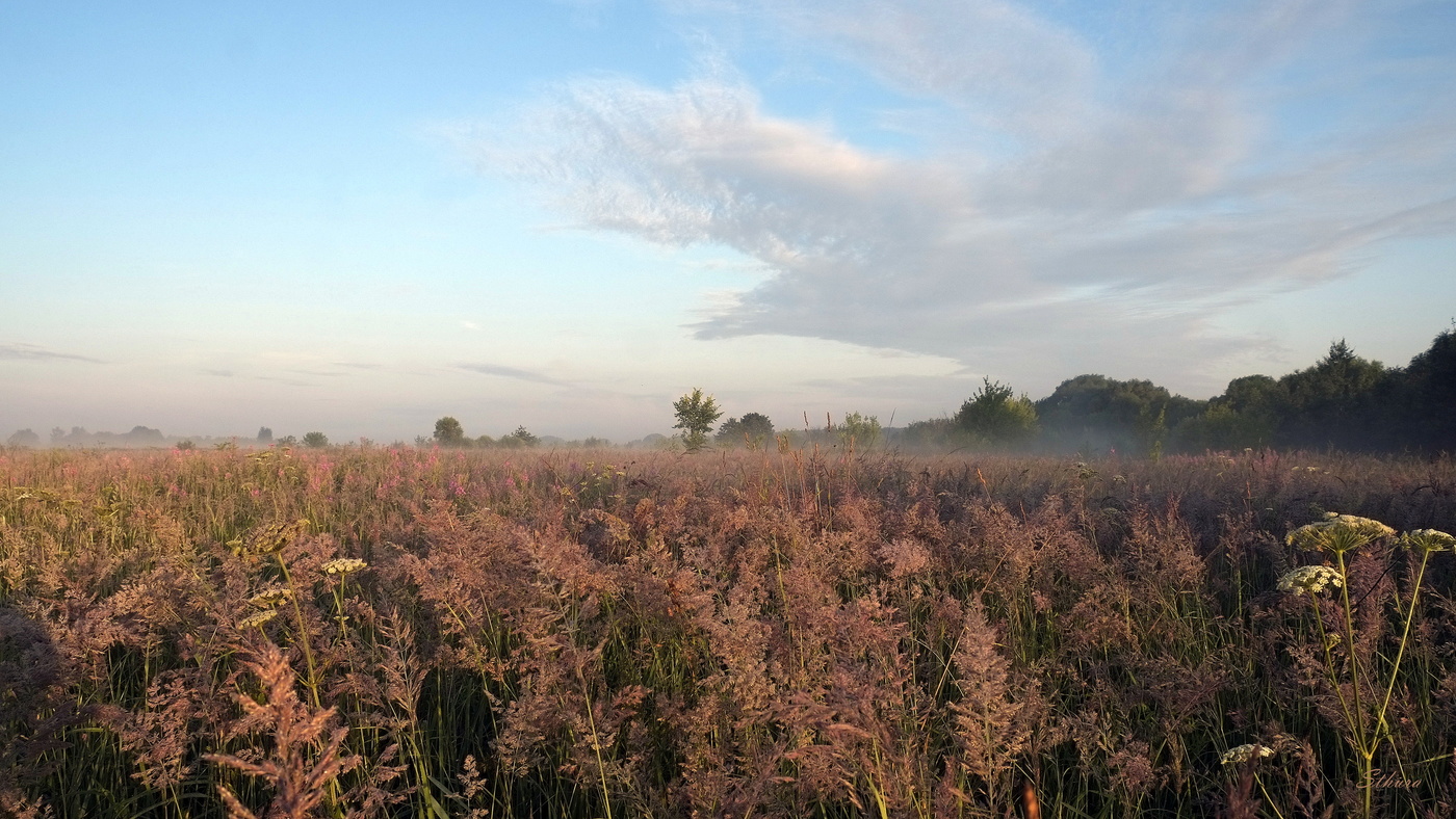 Летнее поле.