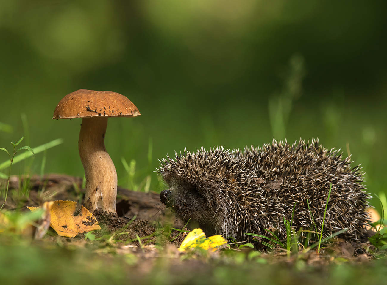 Картинка из леса.