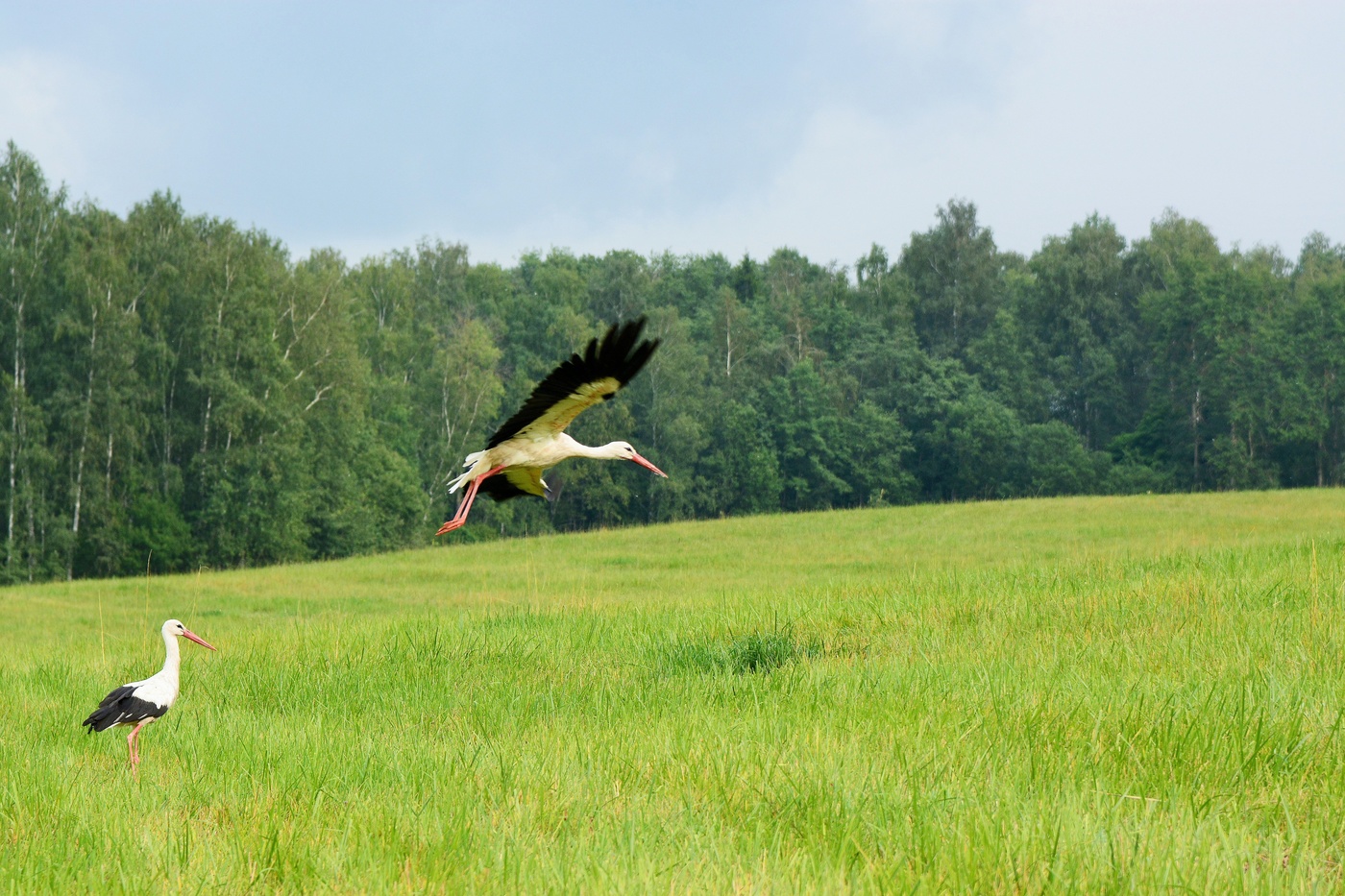 "Прилетит однажды утром ..."