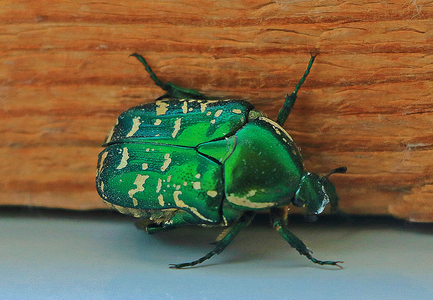 Граф Майский