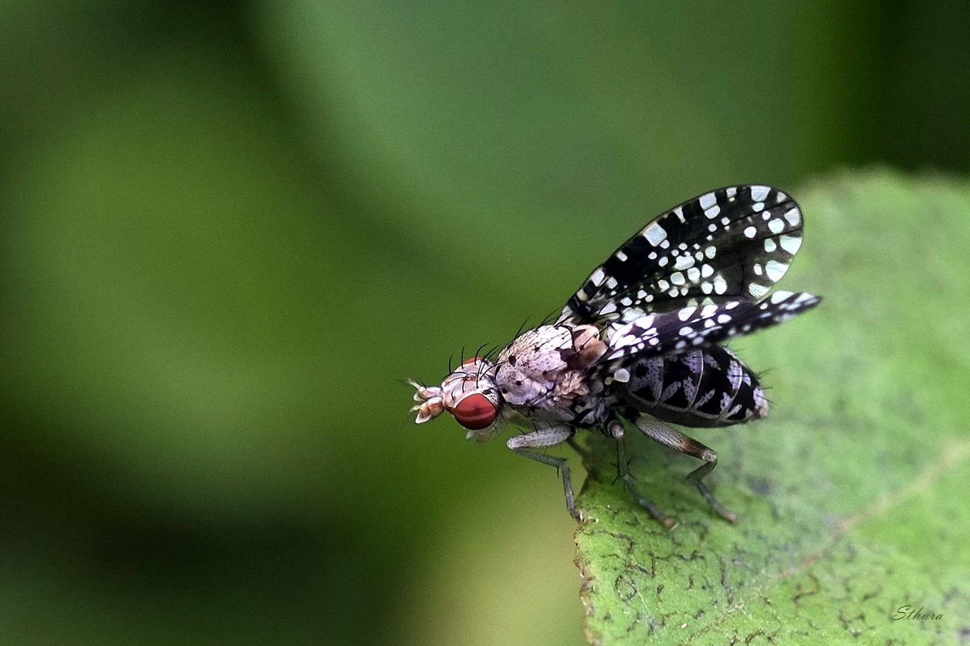Пёстрая муха.