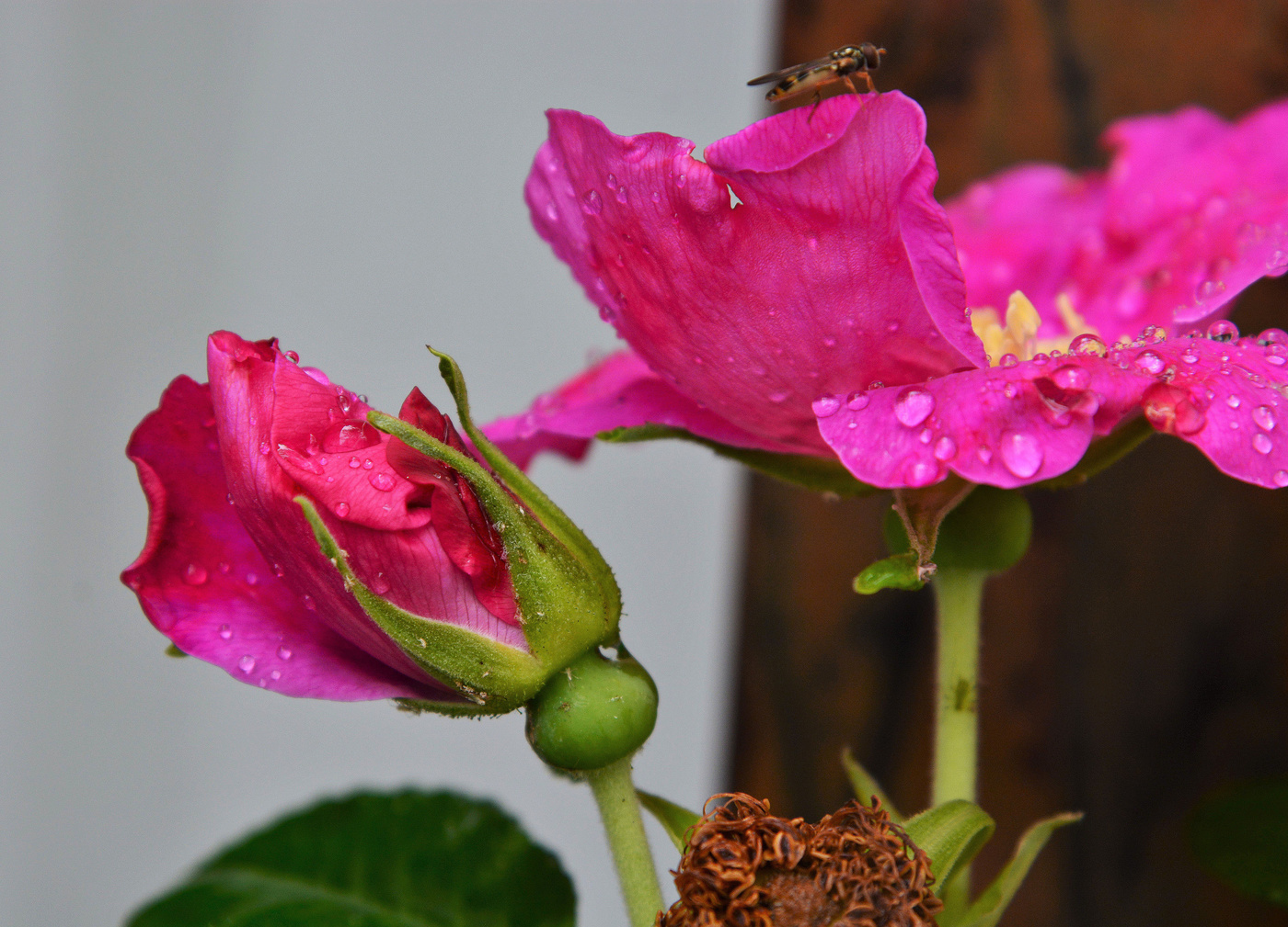 "Как хороши, как свежи были розы ..."