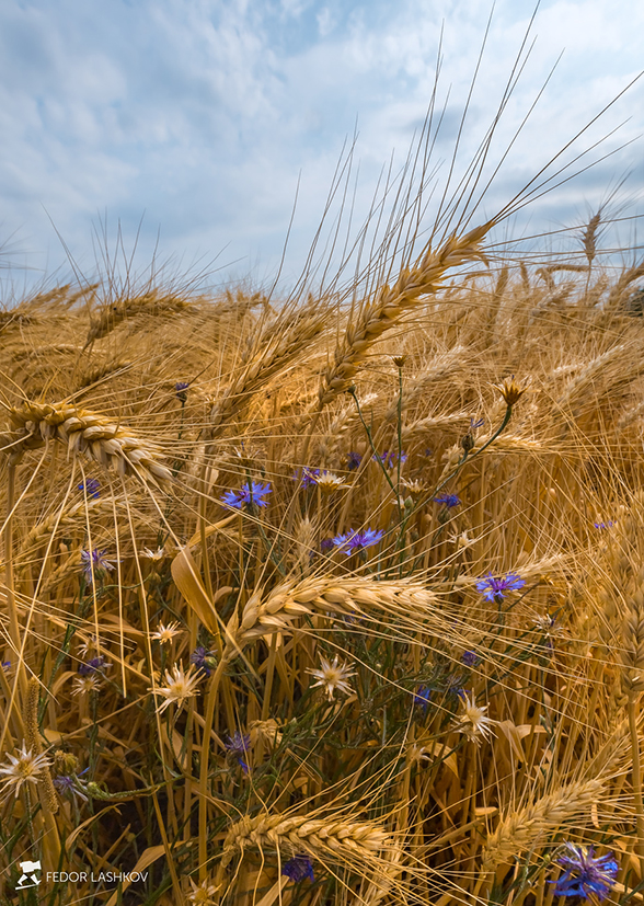 В поле каждый колосок…