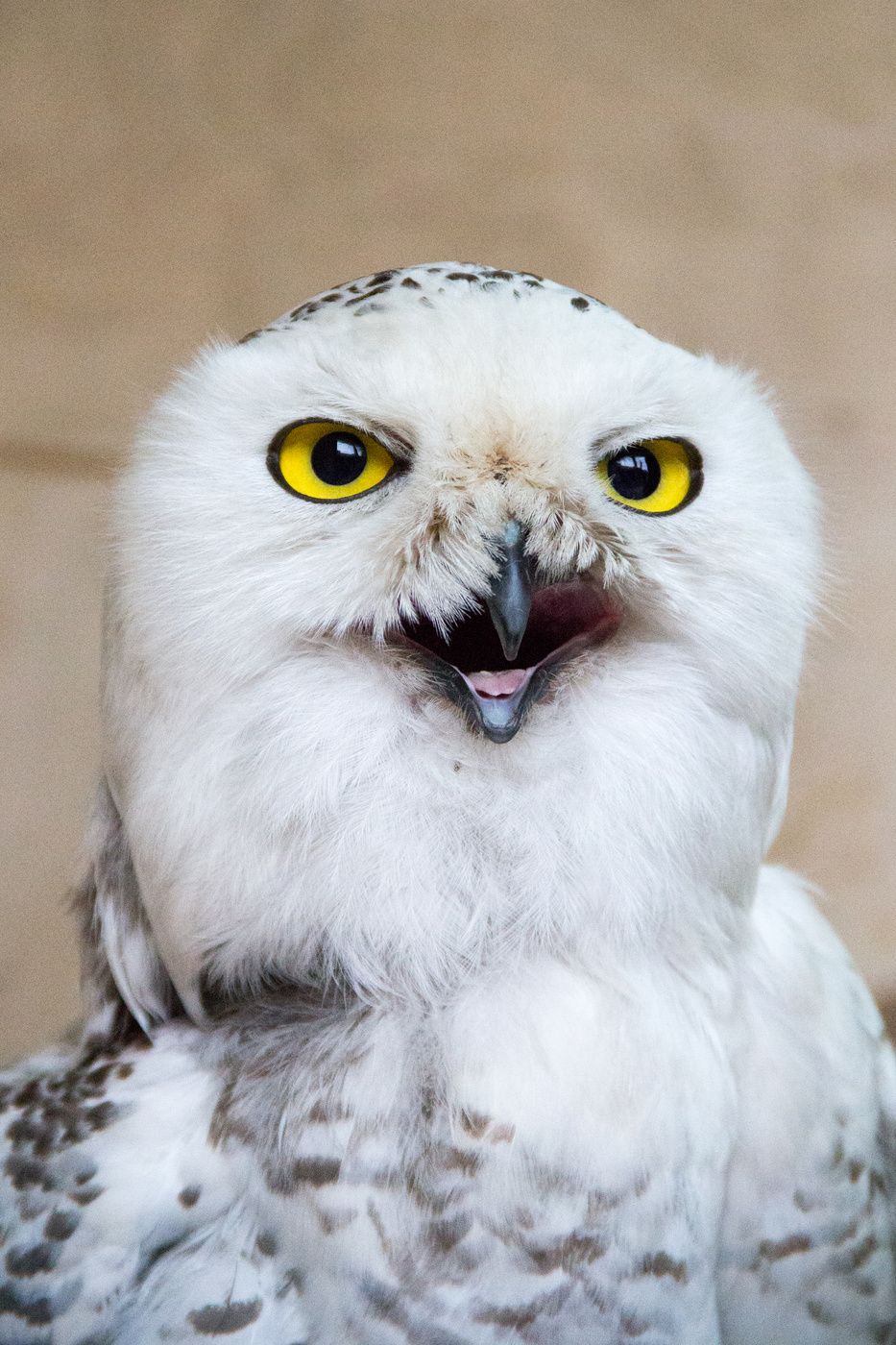 Северная сова