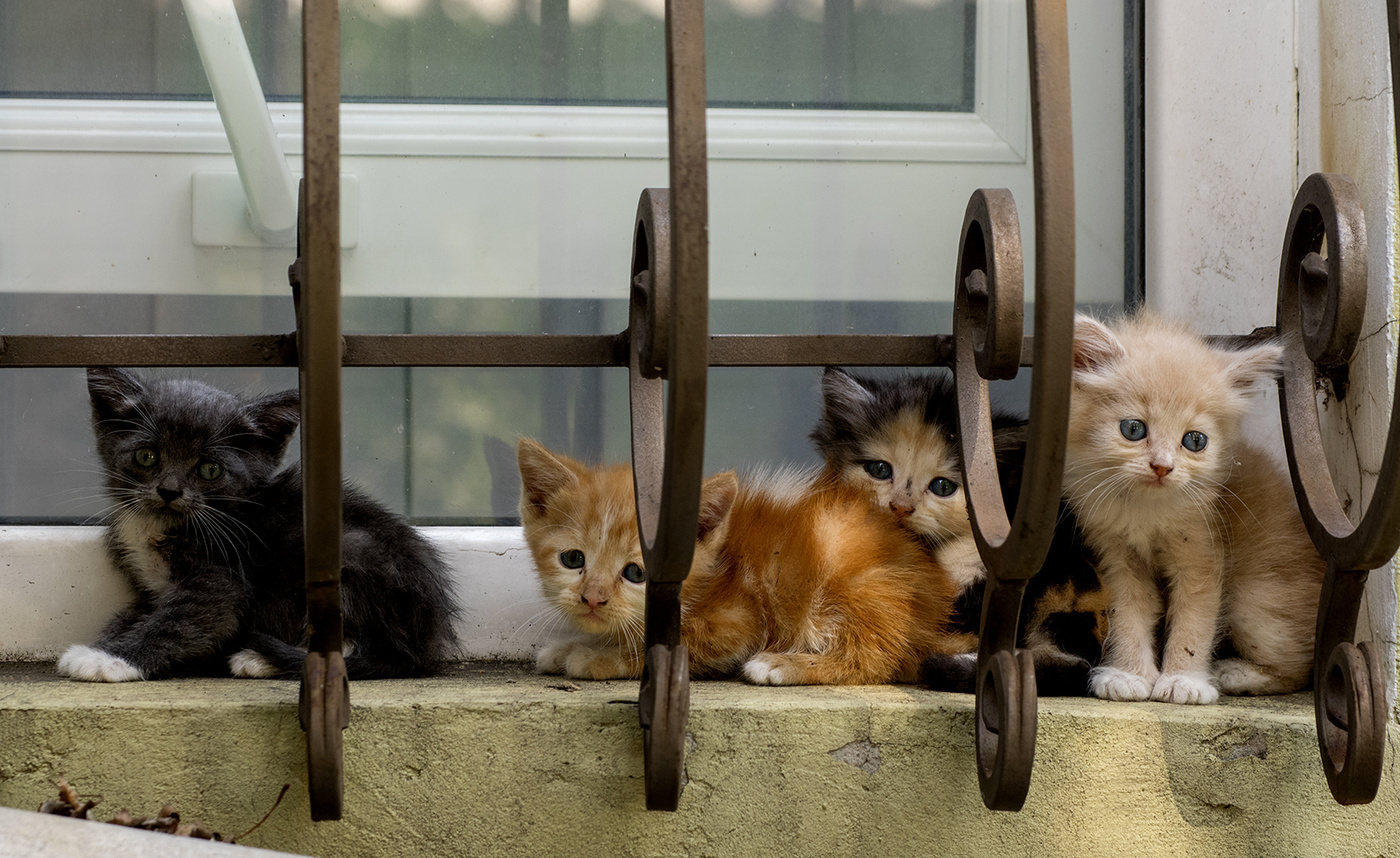 Беспризорники