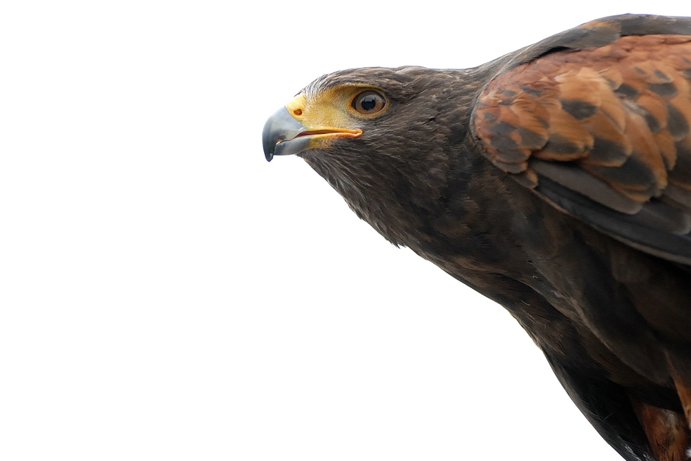 птицу портрет