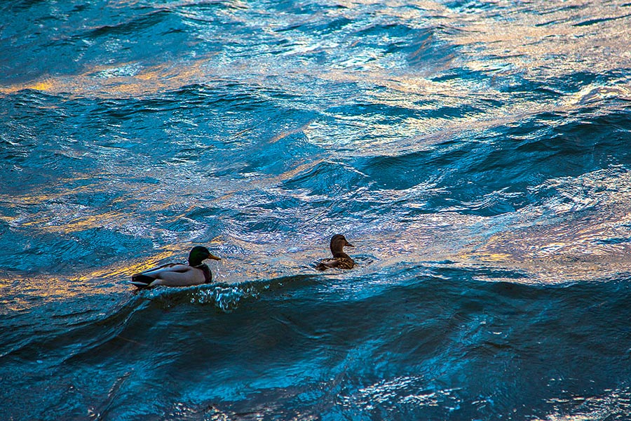 Уточки на финском граните...