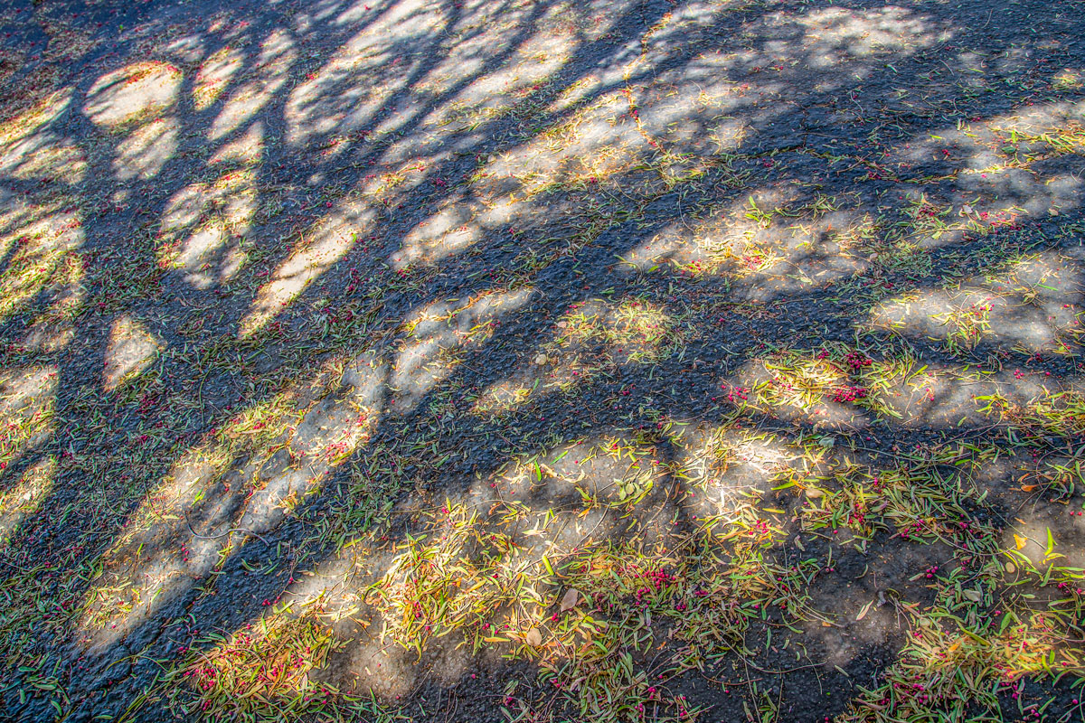 Тени, листья, ягоды...