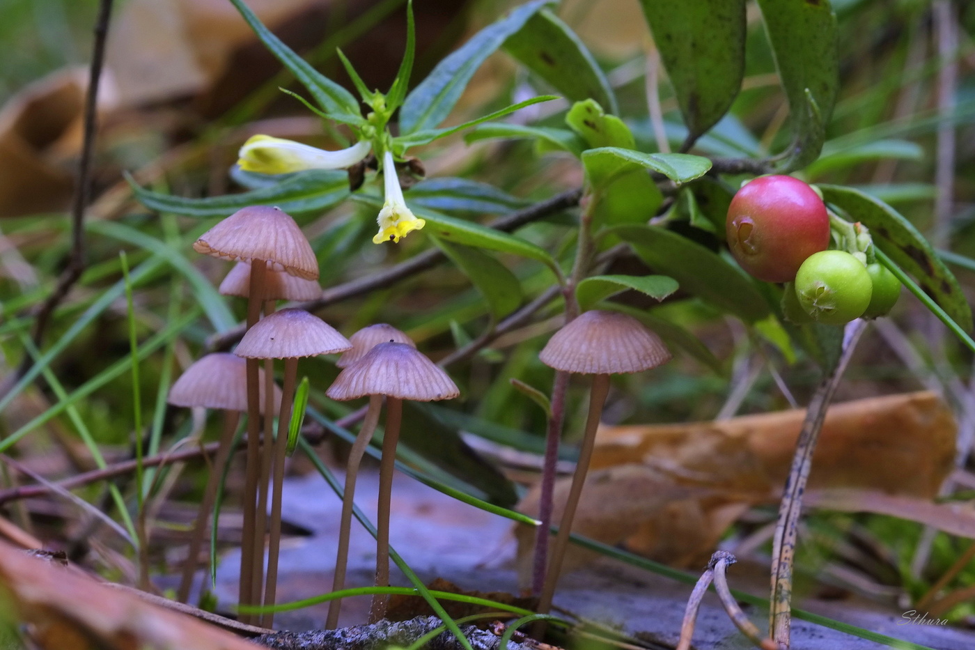 Лесной мир.