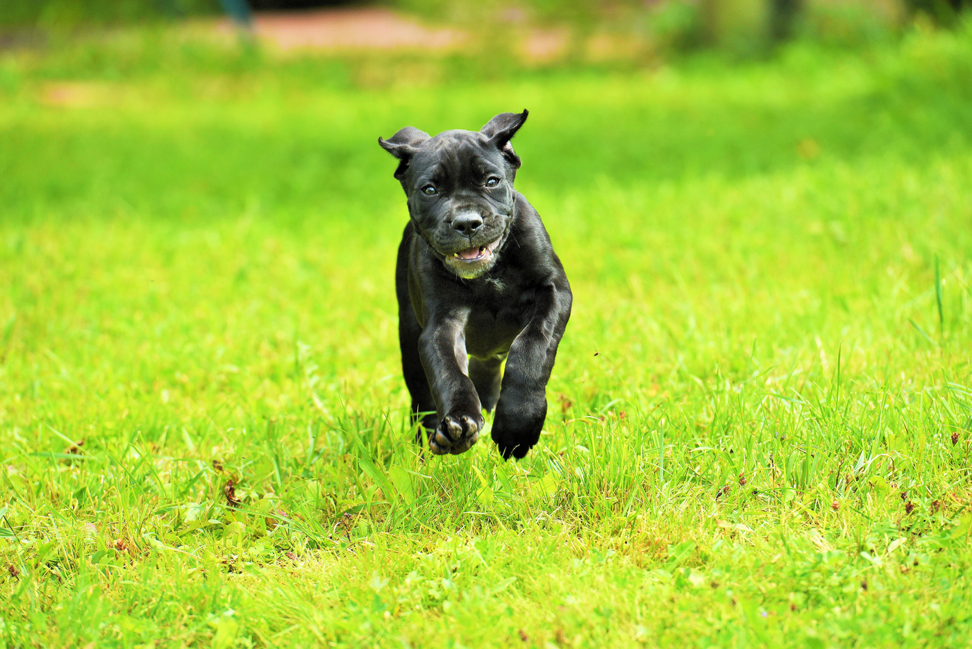 "Не жалея сил и ног через луг бежал щенок..."