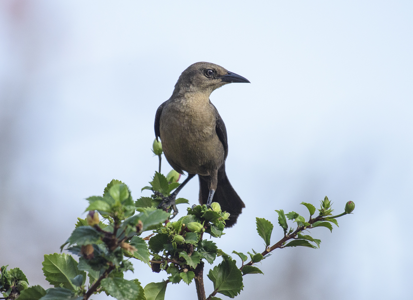 Common grackle (female)