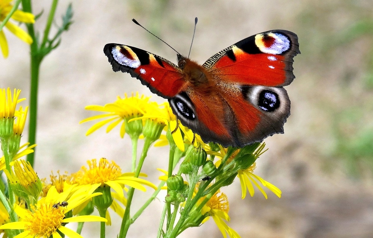 Бабочка и Муравей