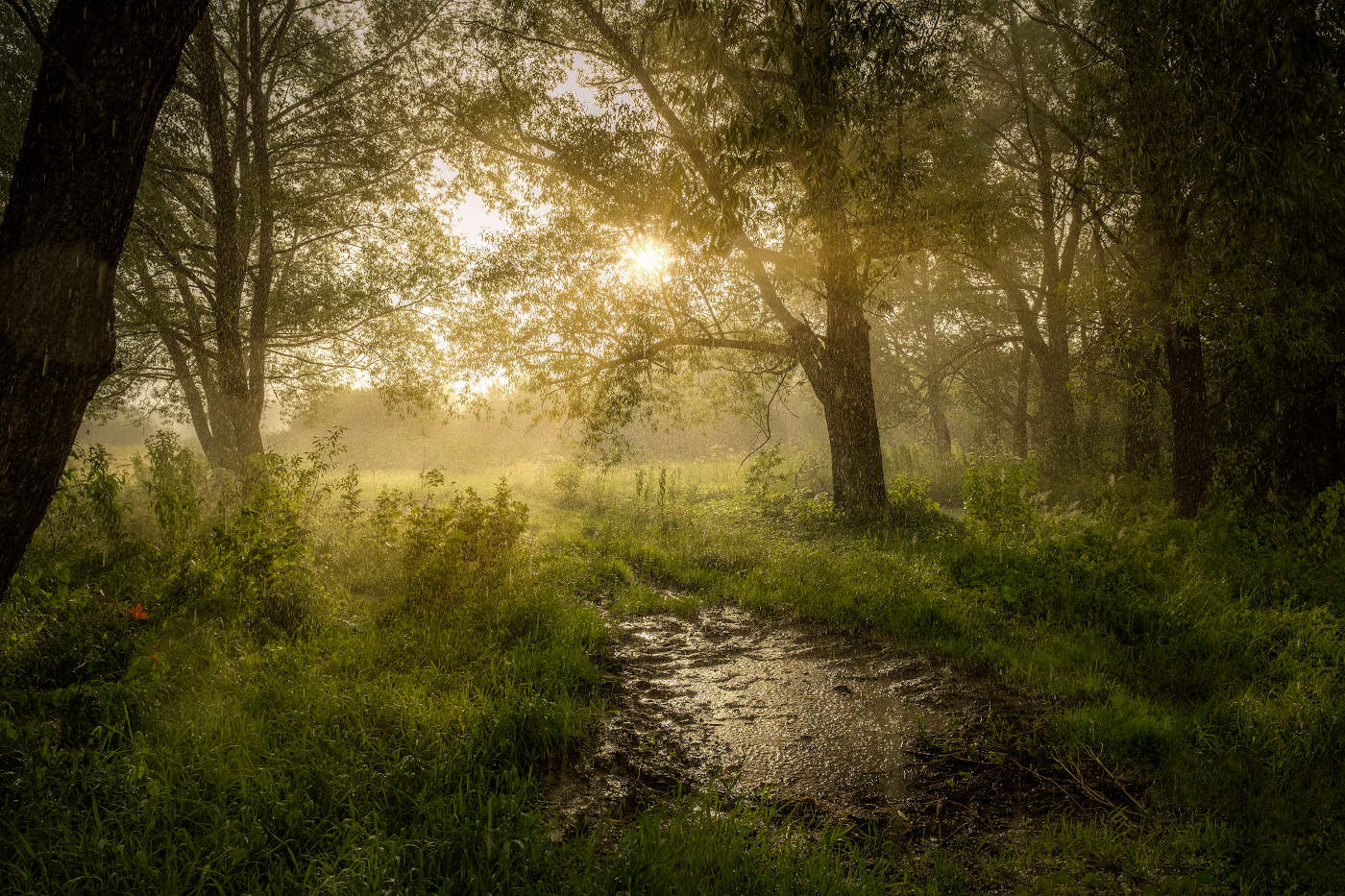 Солнечный ливень
