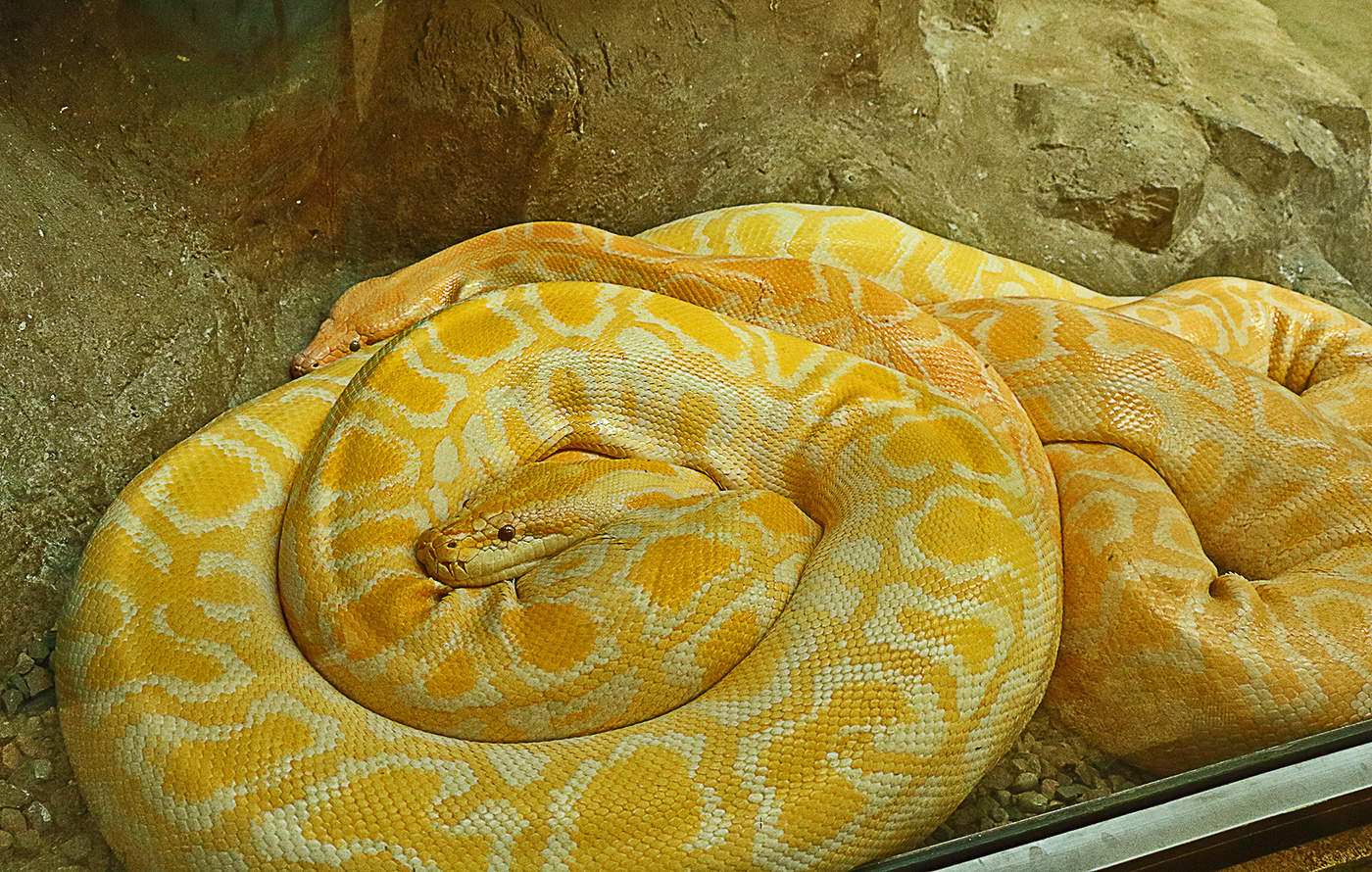 Сладкая парочка