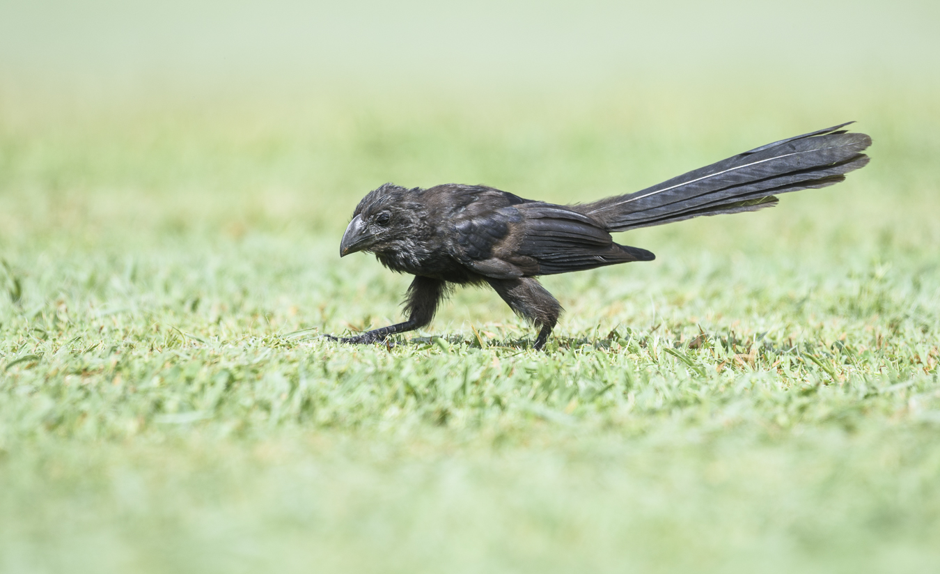 Smooth-billed Ani