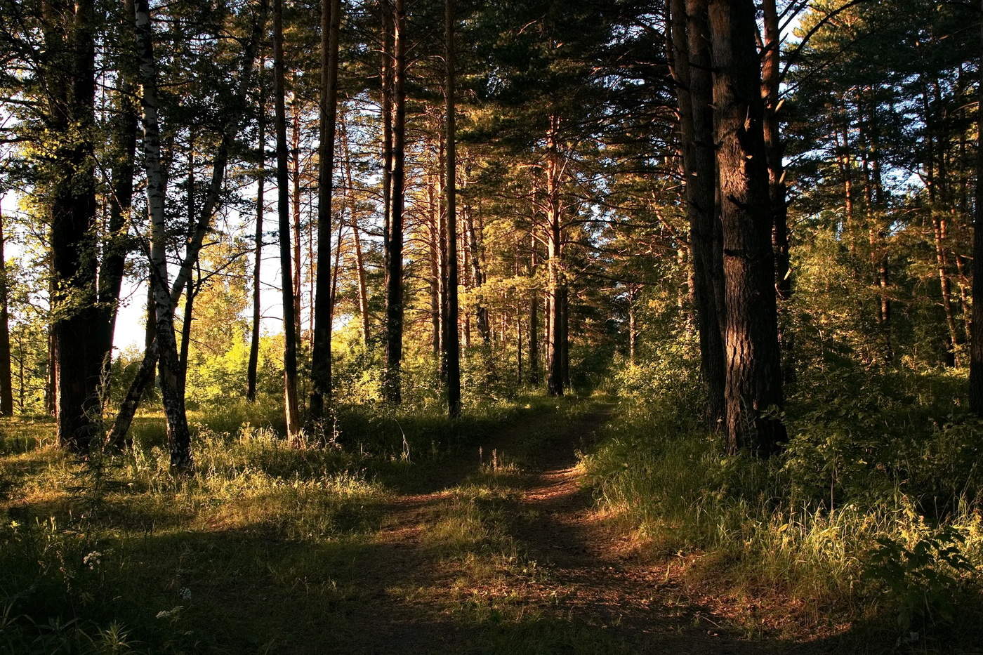 **Лесная дорога*