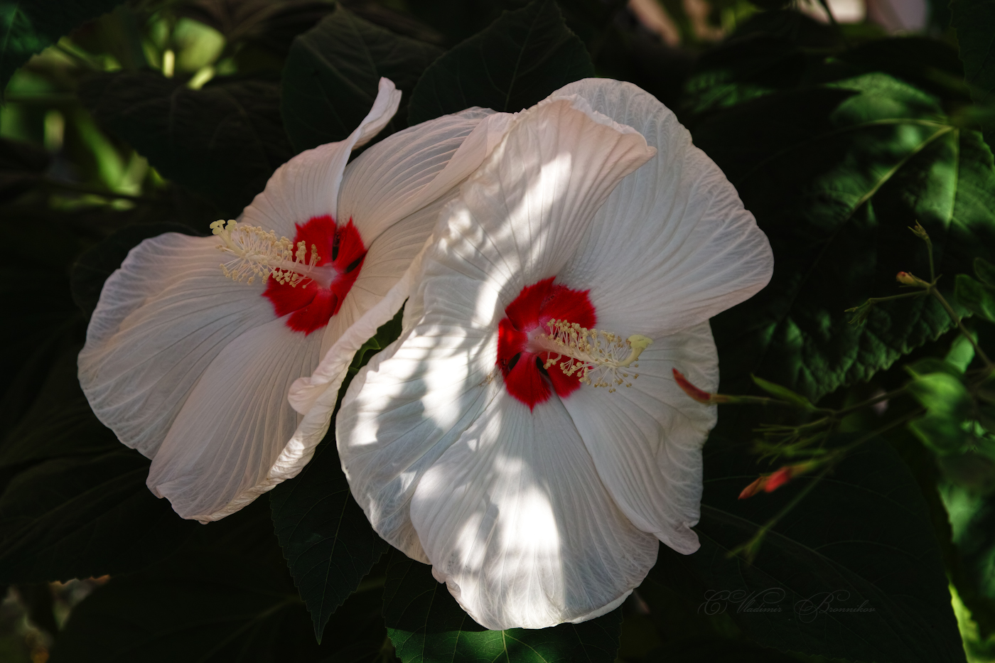 Нежность и грация