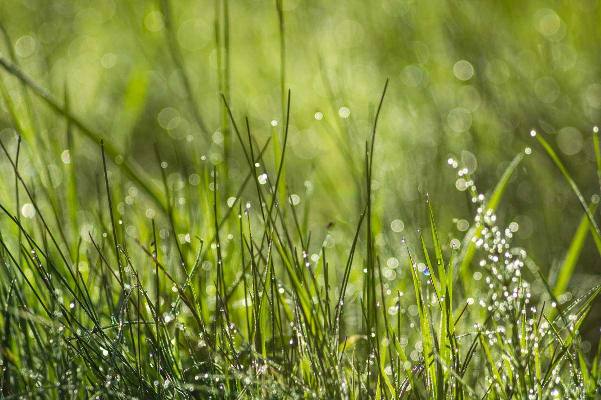 Утренние росы