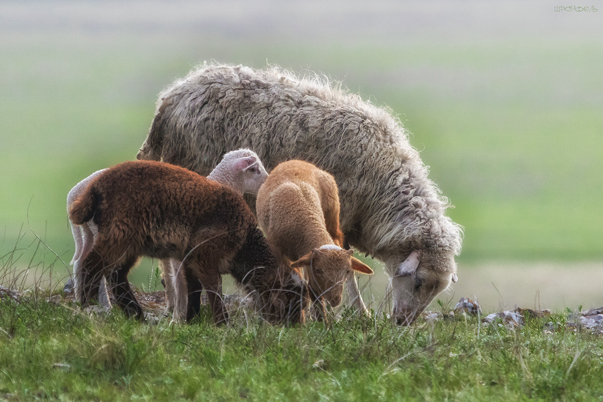 От разных отцов