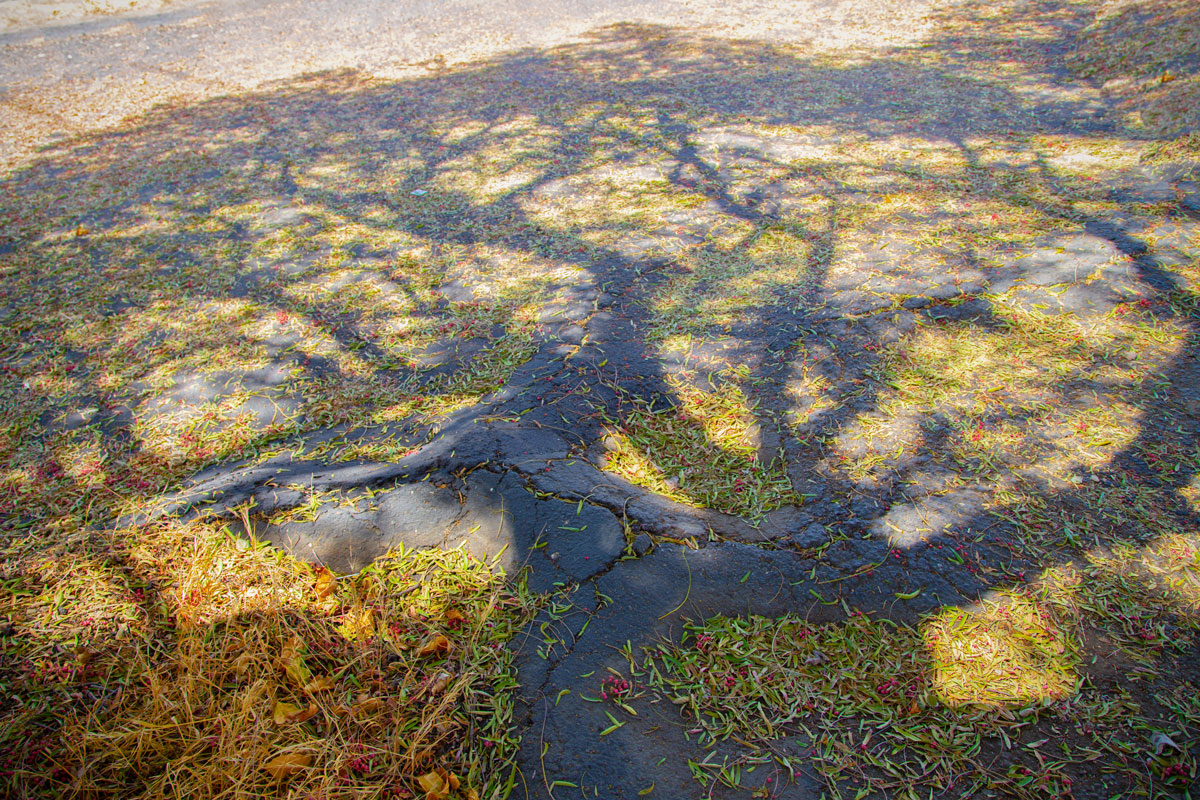 То ли дерево, то ли виденье...