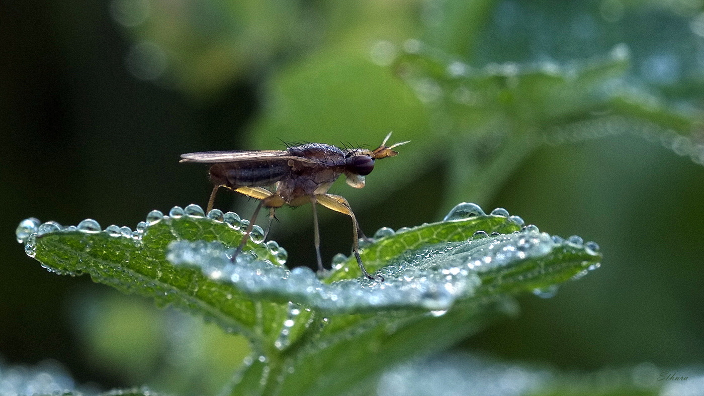 Роса и муха.