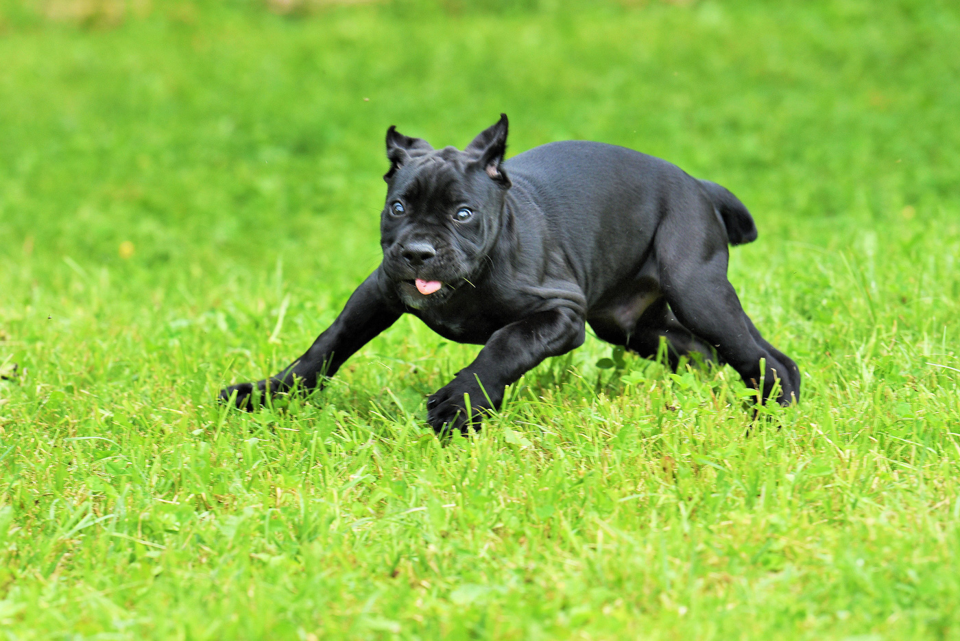 "А ты азартен , Парамоша ..."