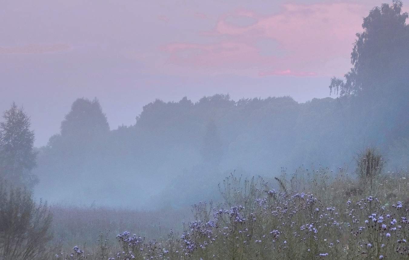 Туманное августовское утро