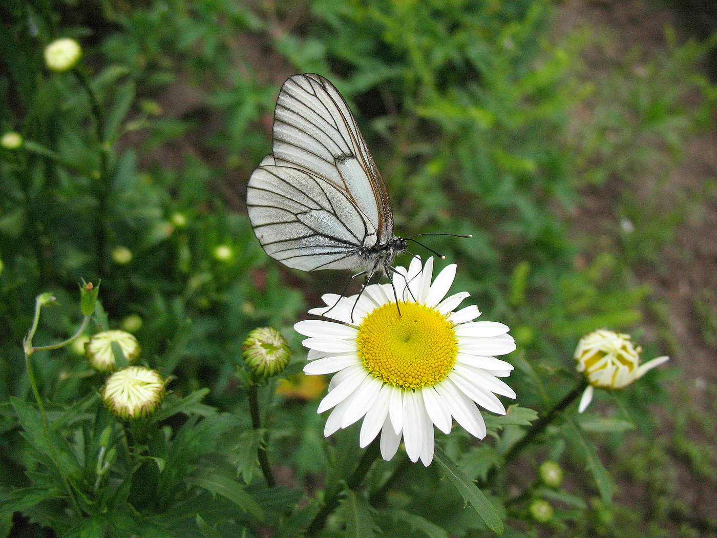 Ромашка и бабочка