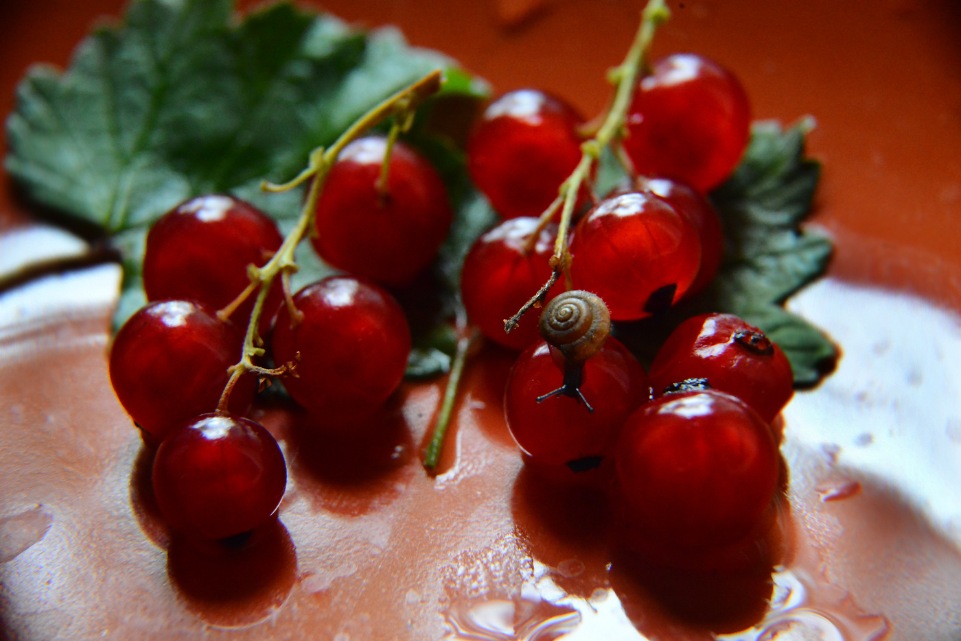 Натюрморт с улиткой