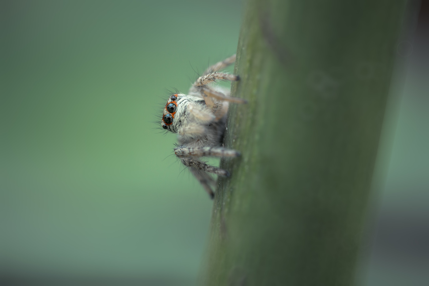 Любопытный малый...