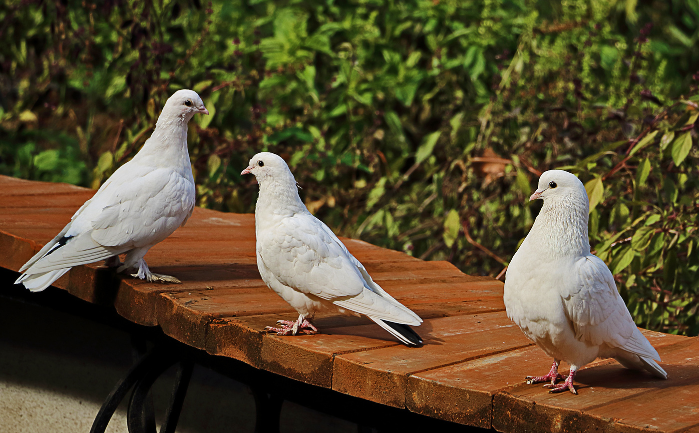 Триумвират