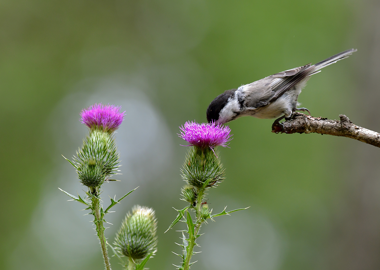 Сладенького захотелось